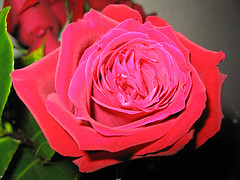 La Vie en Rose